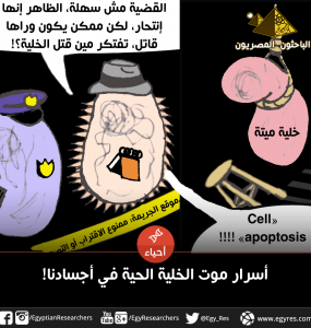 Necrosis vs apoptosis