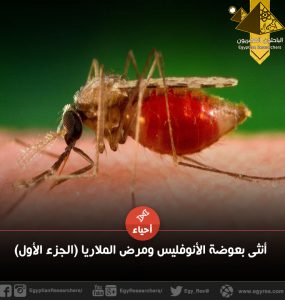 بعوضة الأنفوليس