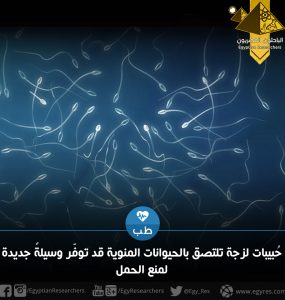 حُبيبات لزجة تلتصق بالحيوانات المنوية قد توفّر وسيلةً جديدة لمنع الحمل