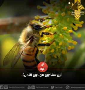 أين سنكون من دون النحل؟