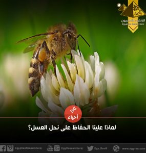لماذا علينا الحفاظ على نحل العسل؟