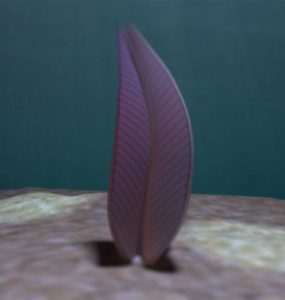 ستروماتوفيرس