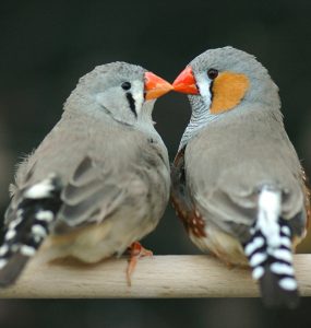 عصفور الزيبرا